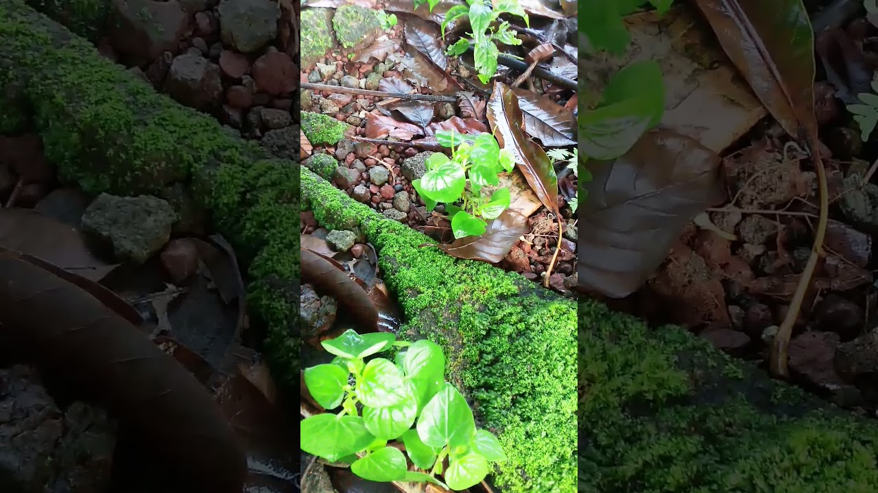 Tanaman yg katanya mahal..banyak tumbuh di pekarangan ...