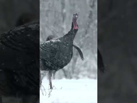 NWTF Conservation week