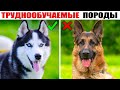 7 Пород Собак Которые Обучаются Сложнее Других (ЧАСТЬ 2)