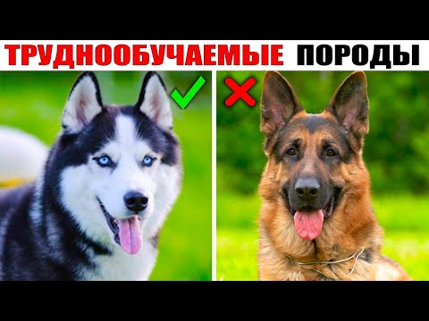 Видео: 7 пород собак с низкой линькой