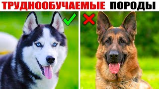 7 Пород Собак Которые Обучаются Сложнее Других (ЧАСТЬ 2)