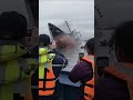 Disaster at Sea: Massive Cargo Ship Capsizes in Harbor! 🚢🚢