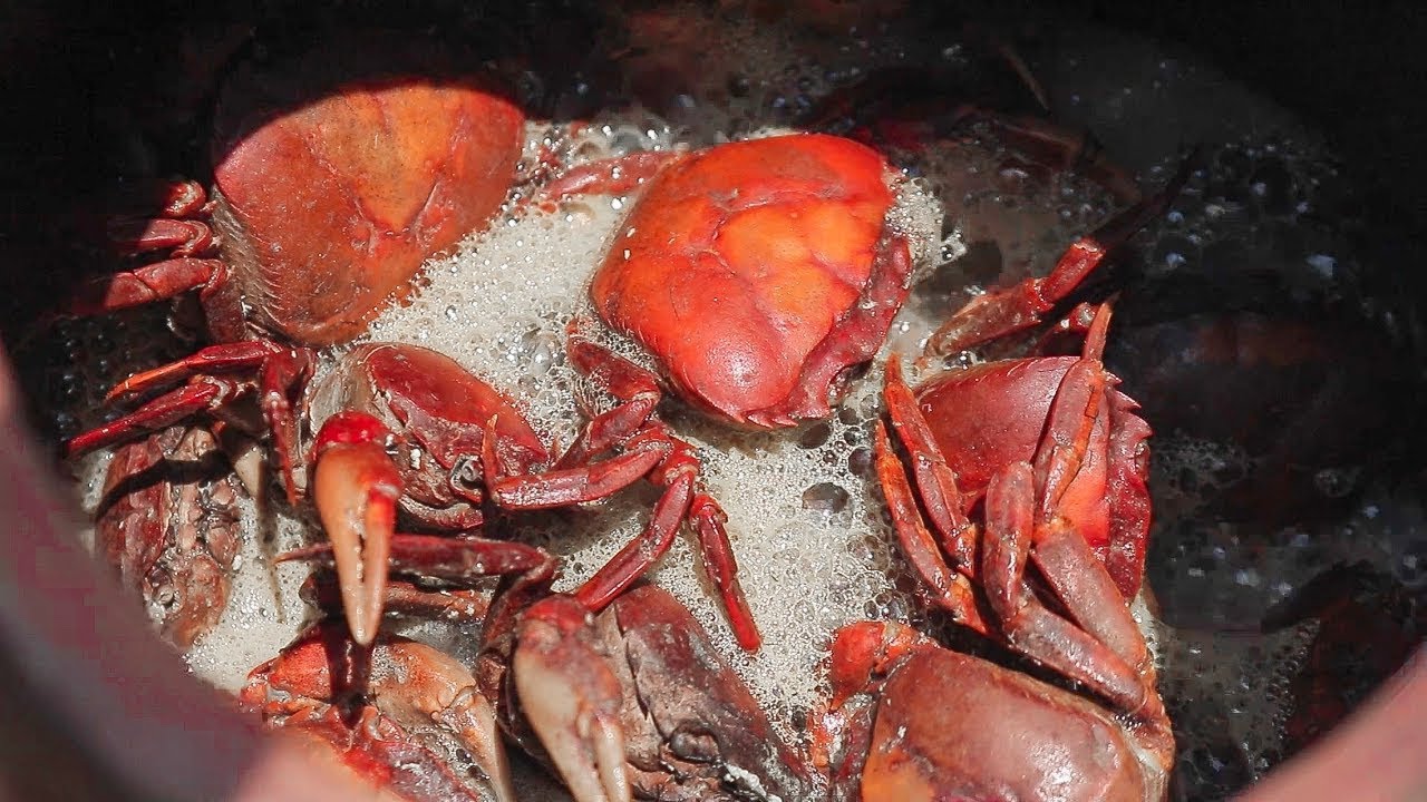 Primitive Technology - cua đồng luộc - Find and cooking crab|Primitive HK