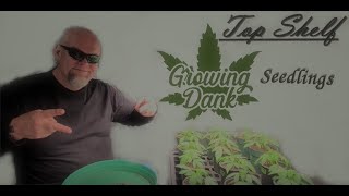 Growing Dank Episode #1 Seedlings