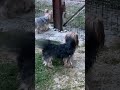 Ждем-ждем.. #shorts #tiktok #кузенька #animals #йорки #cute #dogs #животные