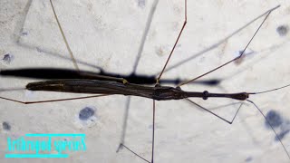 Insect Species - Semiaquatic Bugs Water Measurers Hydrometra Longicapitis