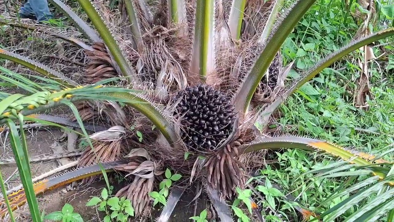 PPKS Yangambi 30 bulan #Pemupukan KCL