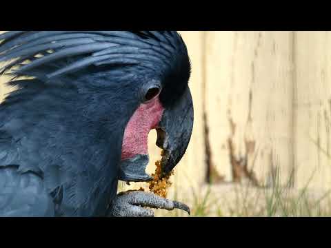 Palmkakadu Arakakadu Ara Palm Cockatoo Bird Parrot