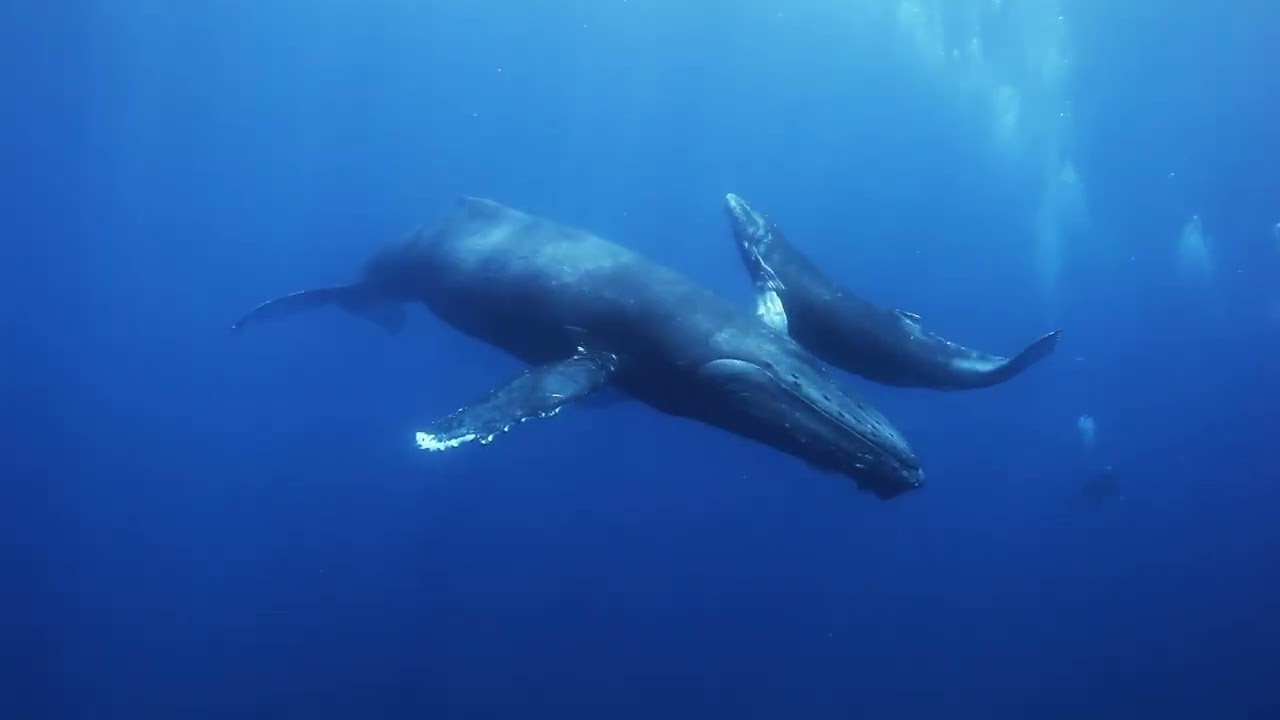 Tour America - Norwegian Cruise Lines - Alaska Staycation