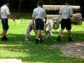 Dreamworld tigers hanging out