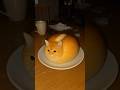 bread-flavored cat
