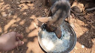 Try being close to your puppy with a delicious buffet meal and pork bones