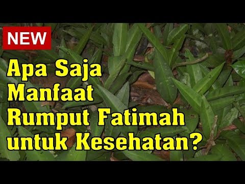 Membuat Minuman Sehat Wanita Di Rumah | Jamu Kunyit Asem Manjakani. 