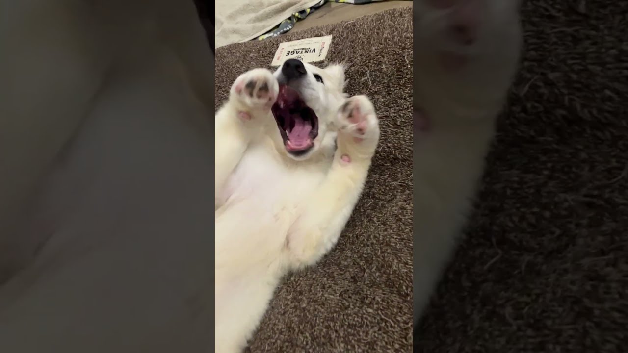 This is how my puppy reminds me of her cuddle time 