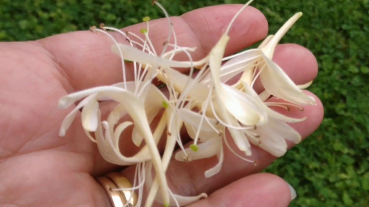 A Wild Plant that I can"t Recognize but Smells like Jasmine YouTube