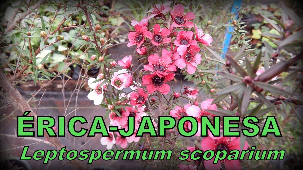 Um espetacular arbusto com muitas flores pequenas