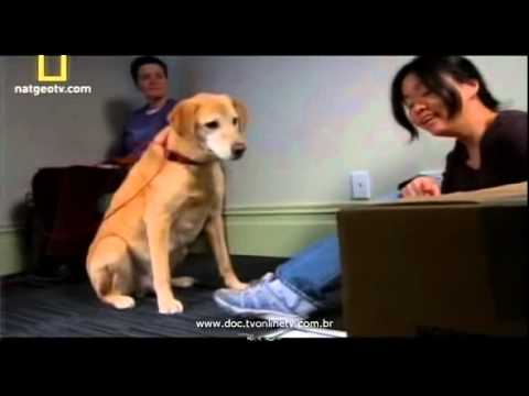 Vídeo: Como Gerenciar O Comportamento Do Cão Pegajoso