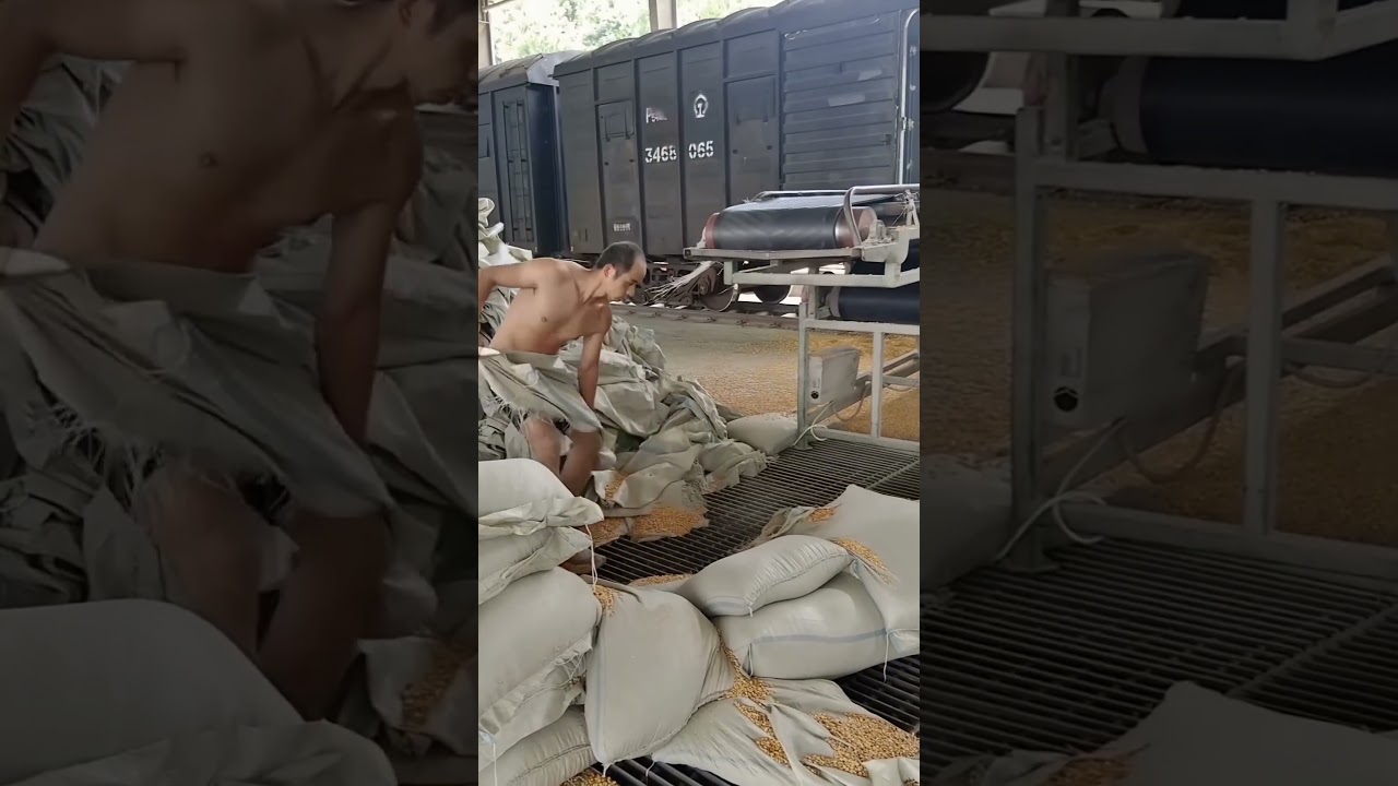 Farmers Reveal: 5-Second Sack-Cutting Hack to Boost Grain Storage Efficiency!