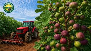 Download Lagu How the World’s Sweetest Figs Are Grown, Harvested, and Processed MP3