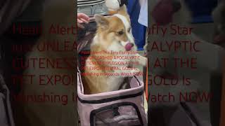 Heads-Up!This Fluffy Legend hits COSMIC CAMERA LOVER MODE stealing the spotlight non stop!