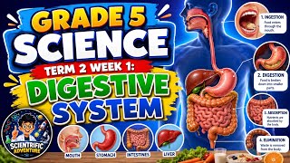 SCIENCE 5 TERM 2 WEEK 1: Digestive System