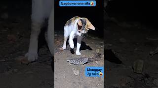🐈&🦎 🤣🤣🤣