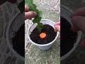 Gerbera flower propagation process at home
