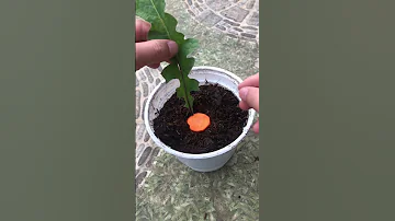 Gerbera flower propagation process at home