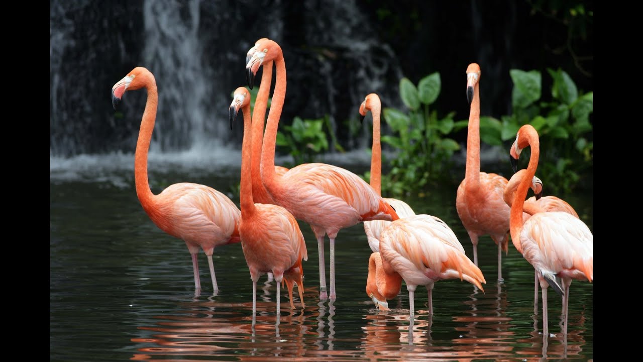Jurong Bird Park Singapore Youtube