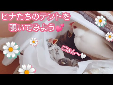 【文鳥】誕生から生後23日の変化☆
