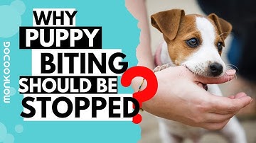 This is Why you should Stop your Puppy from Biting or Nipping. || Monkoodog