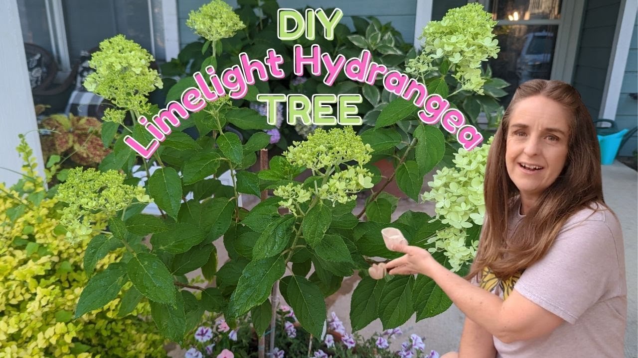 How To Train a Limelight Hydrangea into a TREE! Create a Limelight ...