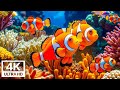 The Best 4K Aquarium – Soothing Jellyfish &amp; Reef Fish with Sleep Music for Deep Relaxation