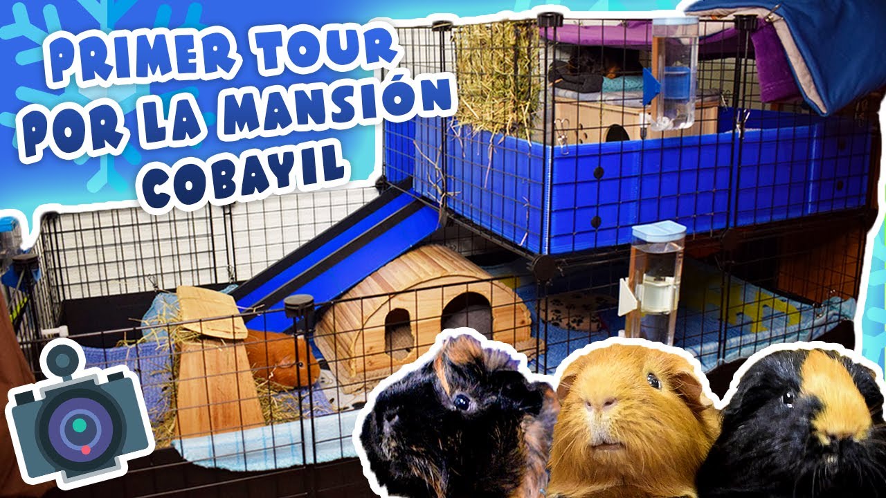 🏰 COBIHOUSE TOUR RECINTO C&C DE 2 PISOS DE MIS COBAYAS / CUYOS / CUYS 🐹 INVIERNO 2020 ❄️