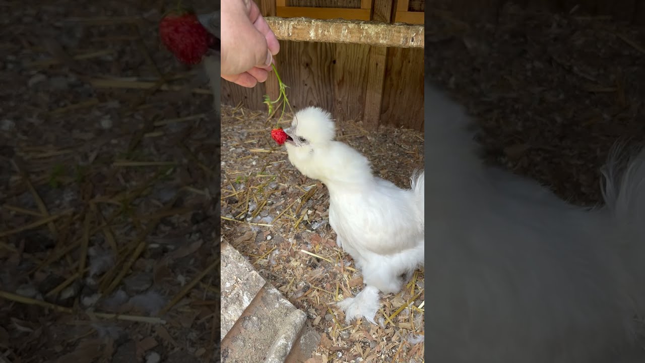 Princess Marshmallow Loves Strawberries Asmr Chicken Microfarm Pov Grannytok