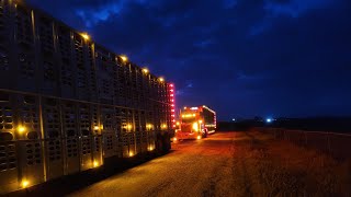 Cattle hauling-Texas-Kansas-Another cattle run+Smokehouse Creek Fire-Canadian,TX #cattle #trucking by G5 Outdoor Adventures 5,013 views 2 months ago 26 minutes