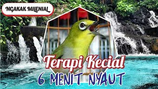 Download Lagu PIKATAN SUARA KECIAL KUNING,PANCINGAN KECIAL KUNING,PANCINGAN SUARA BURUNG MP3 Download Lagu PIKATAN SUARA KECIAL KUNING,PANCINGAN KECIAL KUNING,PANCINGAN SUARA BURUNG MP3