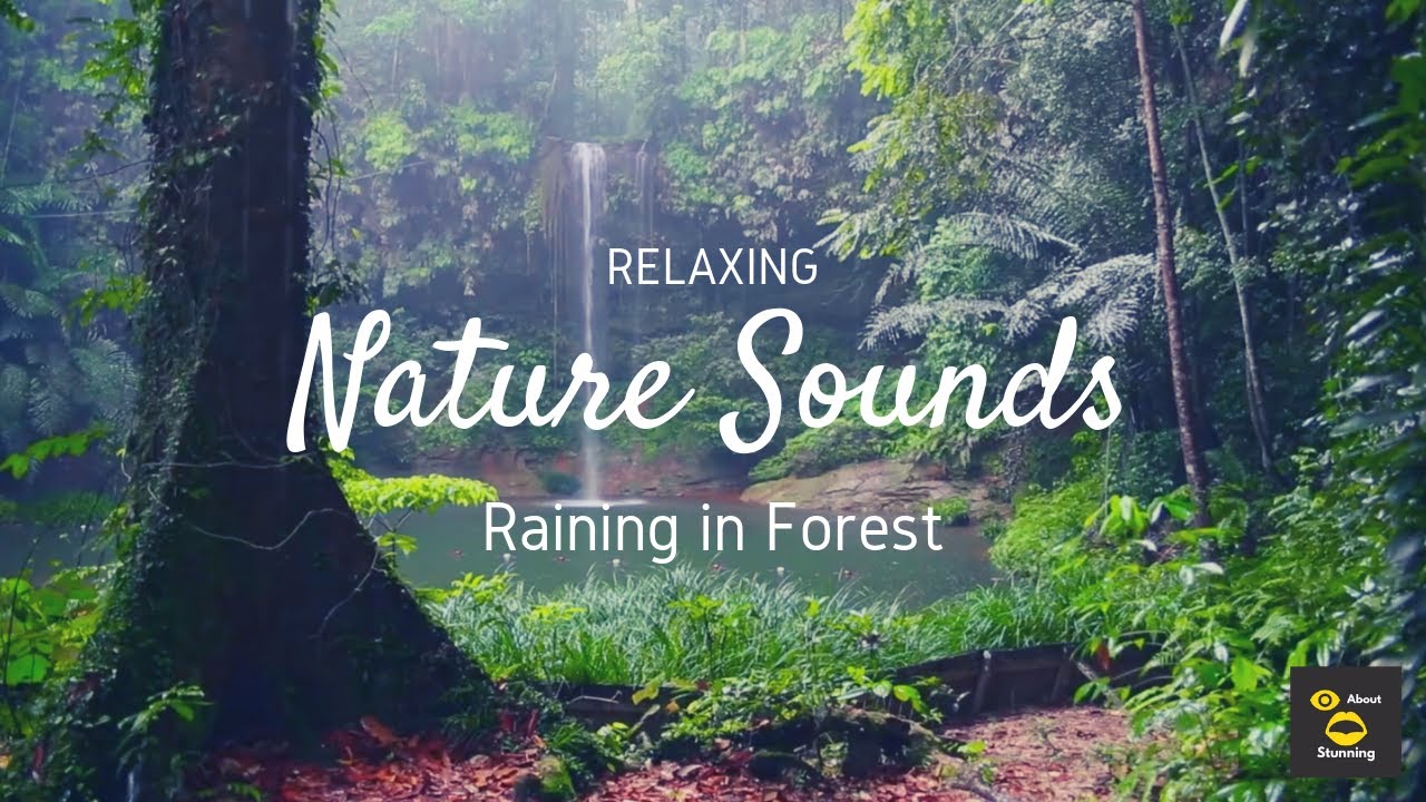 Rain Sounds in Forest 2 hours | Relaxing Sleep | Meditation | Nature ...