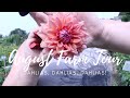 August 2021 farm tour  its dahlia season  green bee floral co