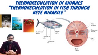 Animal Form & Functions Lec#14: Thermoregulation in Fish using Rete Mirabile (Urdu/Hindi)