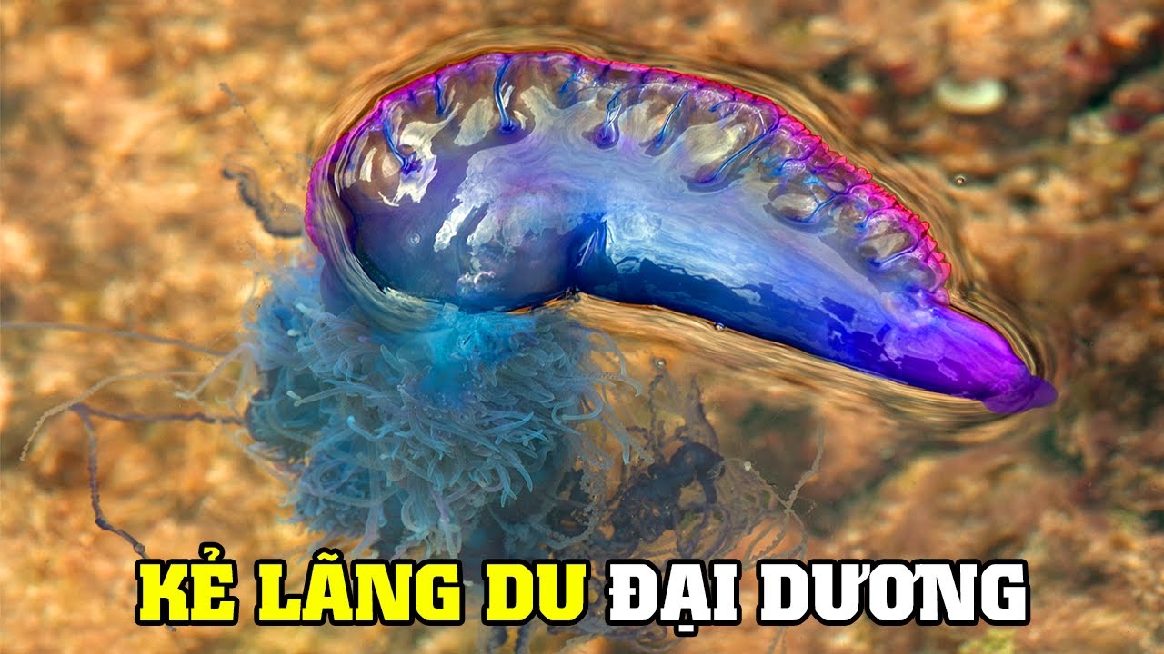 ⁣Thế Giới Của Loài Sứa | Khám Phá Thế Giới Động Vật Hoang Dã