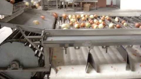 onion size sorting or grading machine