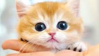 #kidsvideo #funniest #cats #kitten