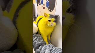 The Little One Was Braver! 😱🐱 #catlove #trending #ytshorts #funny #cats #shorts #cute #cat