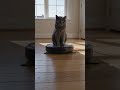 They see me rollin #funnycat #cats #catsoftube #catlife #catreels #catvideos #catreaction #catstare