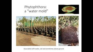 Guidelines to Control Phytophthora Diseases in Native Restoration Nurseries with Steven Tjosvald by The Center for Urban Agriculture 1,483 views 5 years ago 1 hour, 1 minute