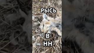 Мертвая рысь Нижний Новгород