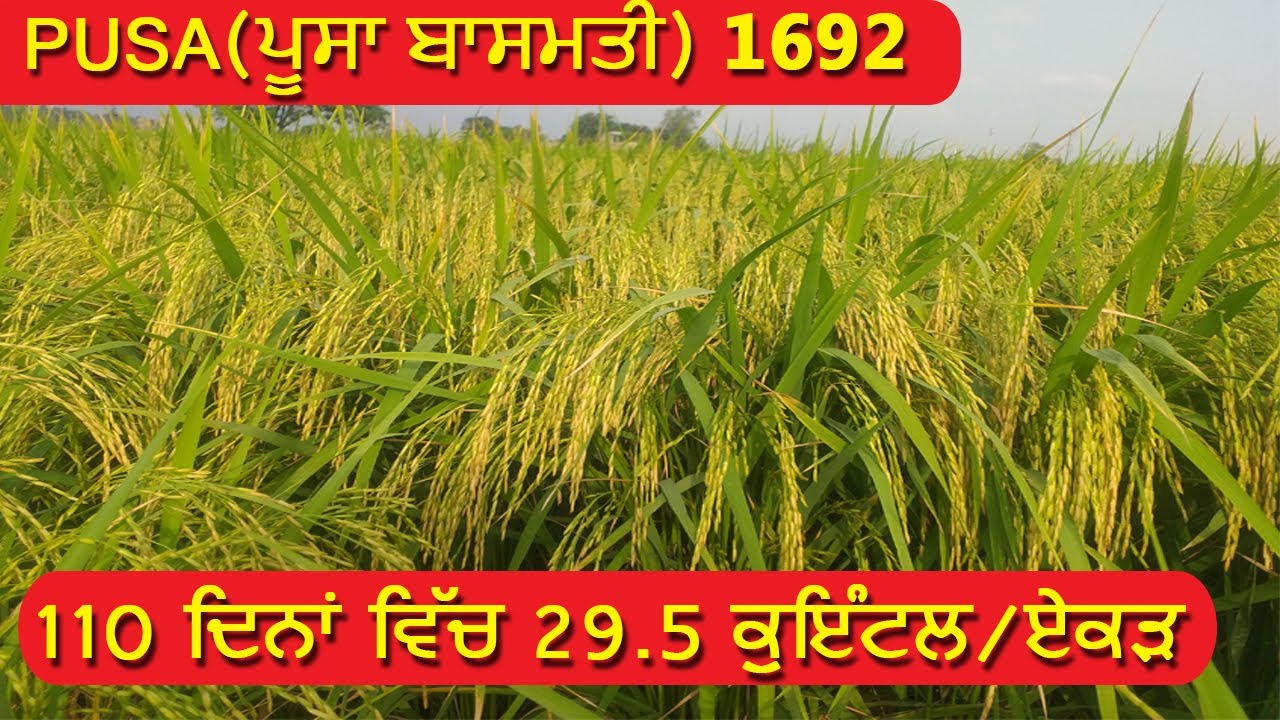 PUSA BASMATI 1692 YouTube