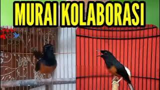 MURAI KOLABORASI GACOR BIKIN NGEPLAY #muraibatu #muraibatugacor