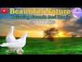 Beautiful nature  relaxing sounds and music  copyright free music